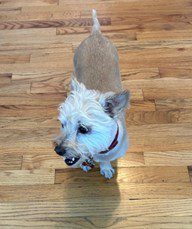 Bodie is a 7-year-old boy. He is very affectionate with people, men and women. He is probably a Cairn Terrier Mix. He is very cute with his white head and tan body. He has allergies which cause his eyes to have some discharge. We are taking him to an eye doctor to see if he can assist in getting this resolved. Bodie is not good with other dogs and would do best as a solo dog. He likes to play with toys and likes walks. He will bark at other dogs, cats, or squirrels. Bodie is available for adoption. Please contact WRAP if you want more information